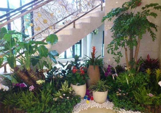 工廠(chǎng)綠植租賃組合